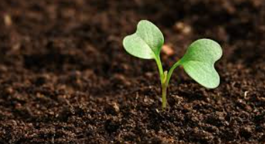 7 Steps to a Healthy Green Lawn