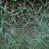 Bermuda Grass