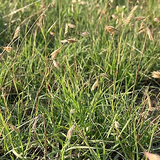 Buffalo Grass
